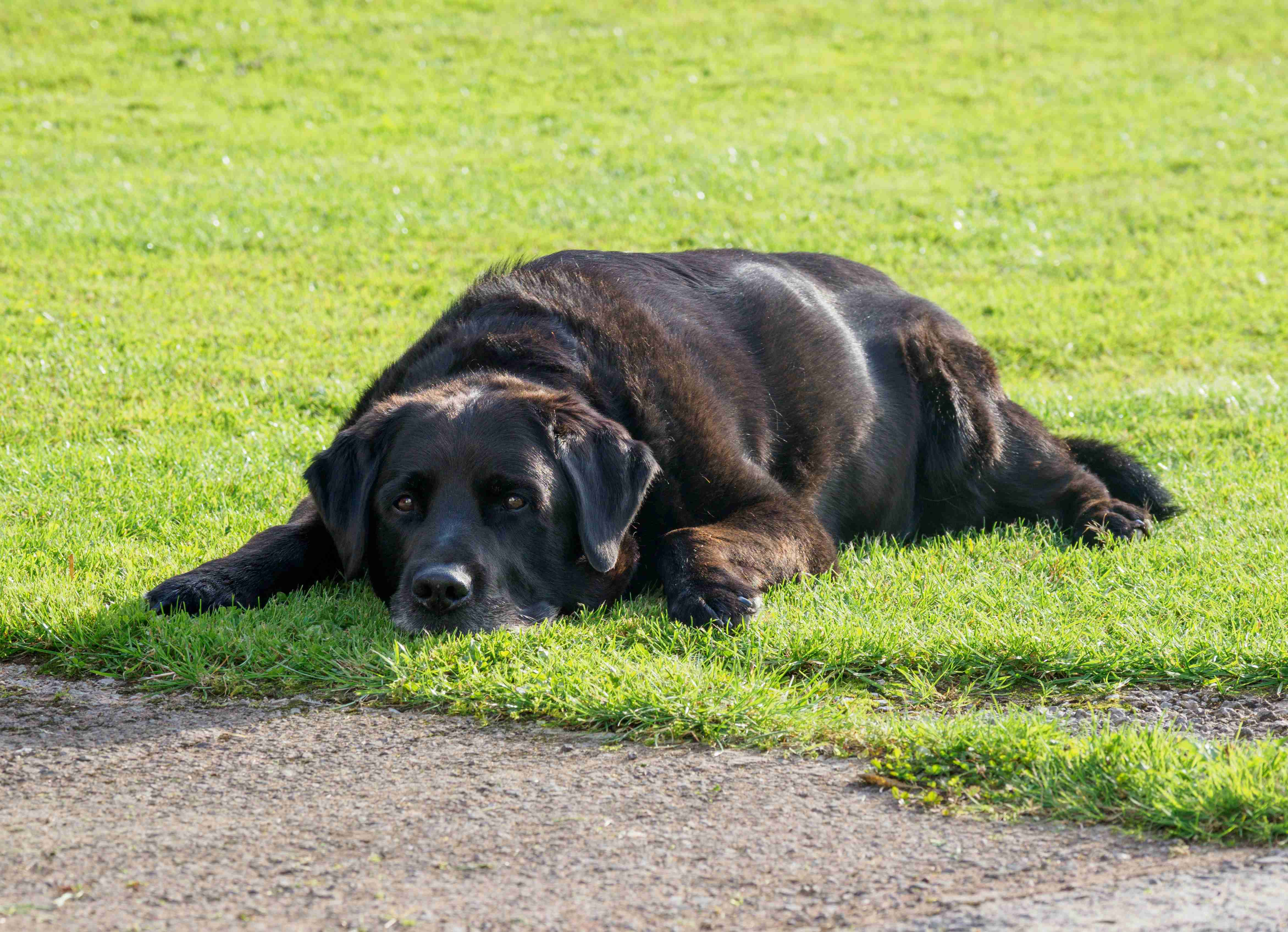 Labrador Retriever Heat Cycle: Signs and Symptoms to Watch Out For